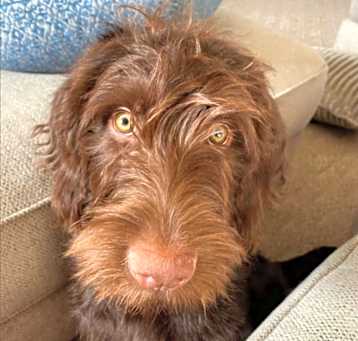 Photo of Copper