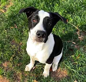 Photo of Oreo