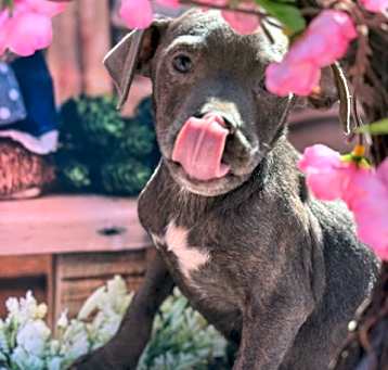 Photo of Timber