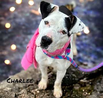 Photo of Charlee