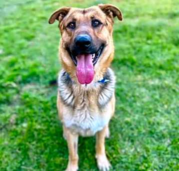 Photo of GOOSE