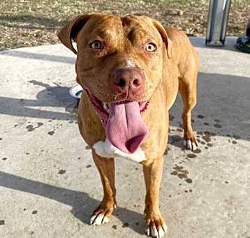 Photo of Simba