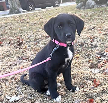 Photo of Willow
