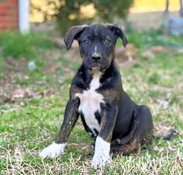 Photo of Ryder