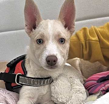 Photo of Roxy