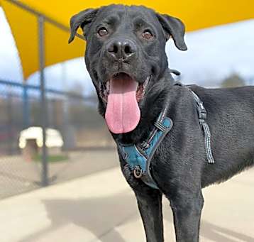 Photo of Wrangler