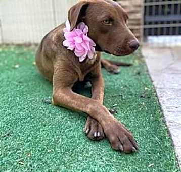 Photo of Canela