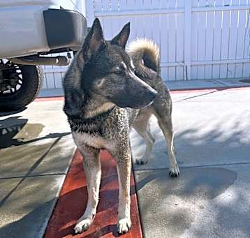 Photo of Jax