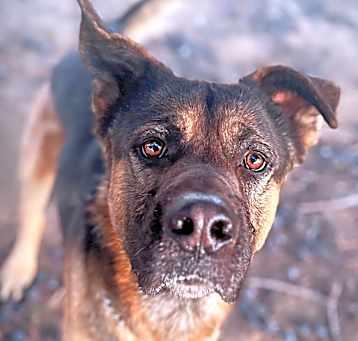 Photo of Roy