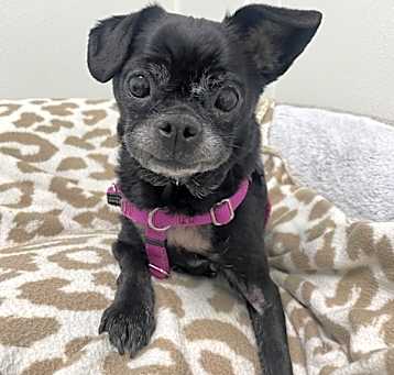 Photo of Harley
