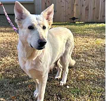Photo of Sadie