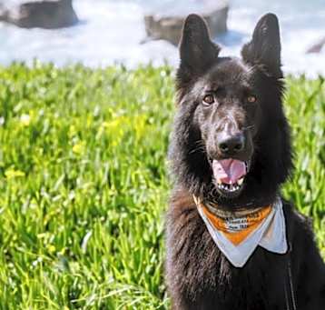 Photo of BEAR