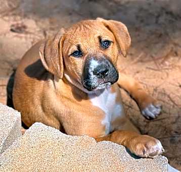 Photo of Ripley