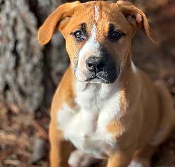 Photo of Remi