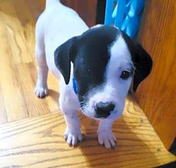 Photo of Petey