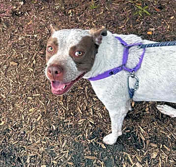 Photo of Sweet Potato
