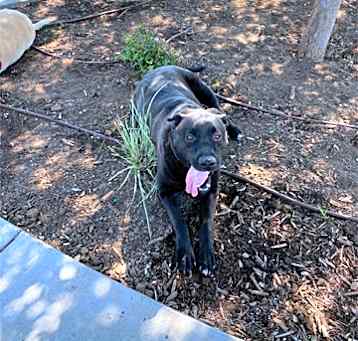 Photo of Shadow