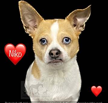 Photo of NIKO