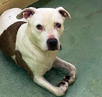 Photo of Boomer