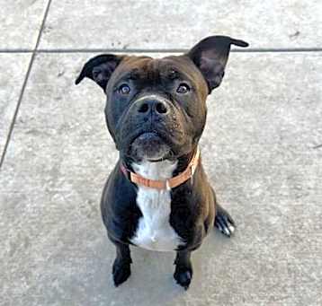 Photo of Pumbaa