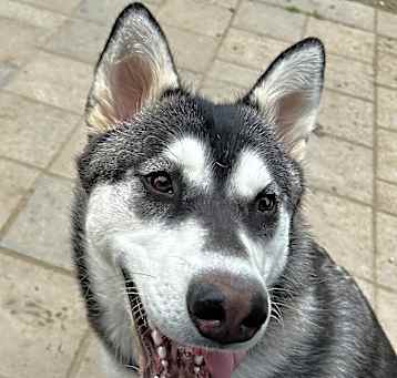 Photo of Shiloh