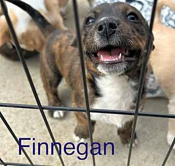 Photo of Finnegan