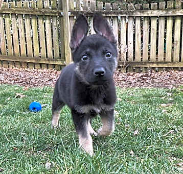 Photo of Nugget 6893