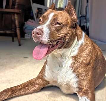 Photo of Rhett - LOCAL