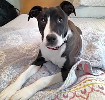 Photo of Dixie