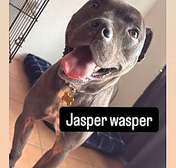 Photo of Jasper
