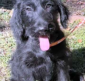 Photo of Lolli