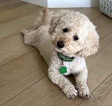 Photo of Chuck