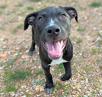 Photo of Atticus