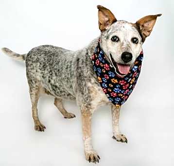 Photo of Maggie-Moo