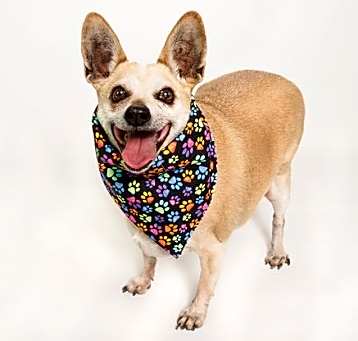 Photo of Chico