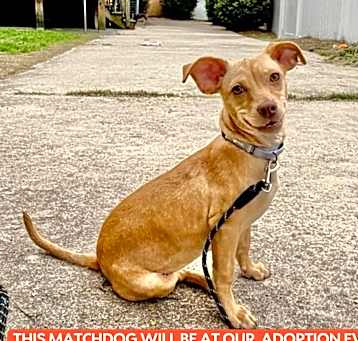 Photo of ZZZ PASTINI  12.4 LB   4-5 MOS   FOSTERED IN NJ