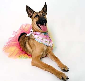Photo of Trixie