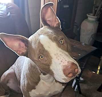 Photo of REX #6