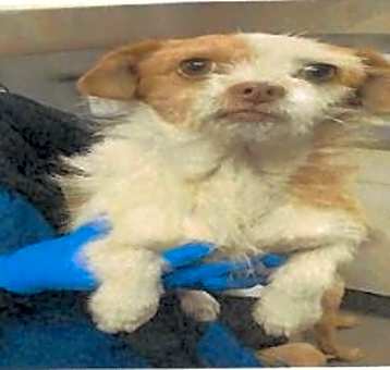 Photo of Rusty (A114213)