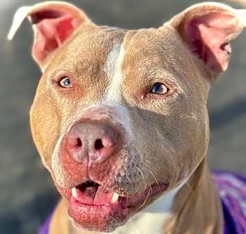 Photo of Brooklyn-Adoption Pending