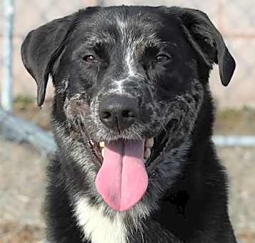 Photo of Whiskey-Adoption Pending