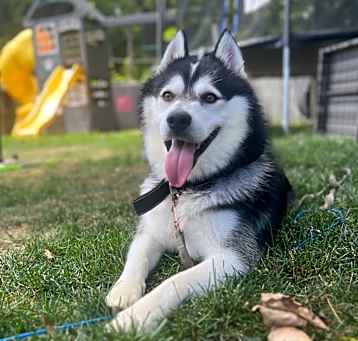 Photo of Niko