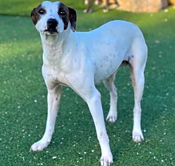 Photo of Daisy Mae 5412