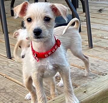 Photo of Gizmo 