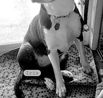 Photo of Iris