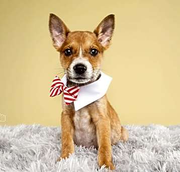 Photo of Buster