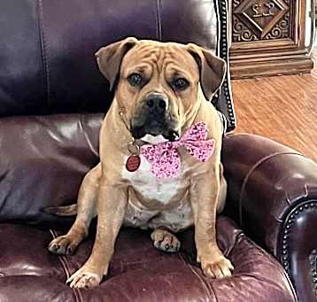 Photo of Dutchess