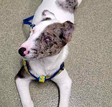 Photo of Ulti (PA) Happy Puppy!
