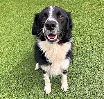 Photo of Dexter