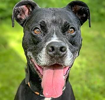 Photo of Rufus